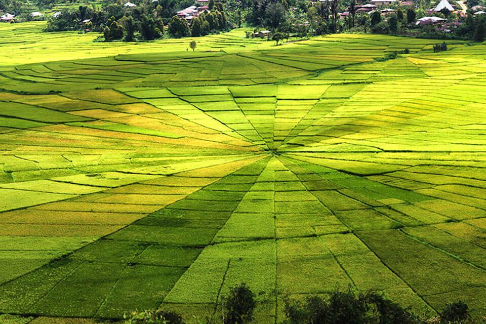 Cancar Ricefields