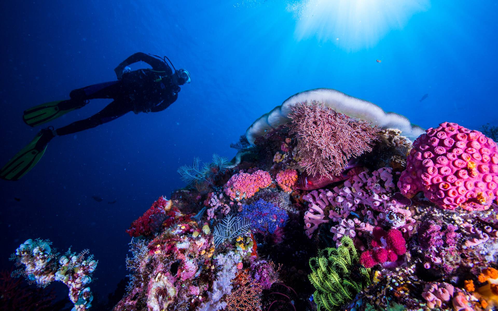 Diving over komodo reefs