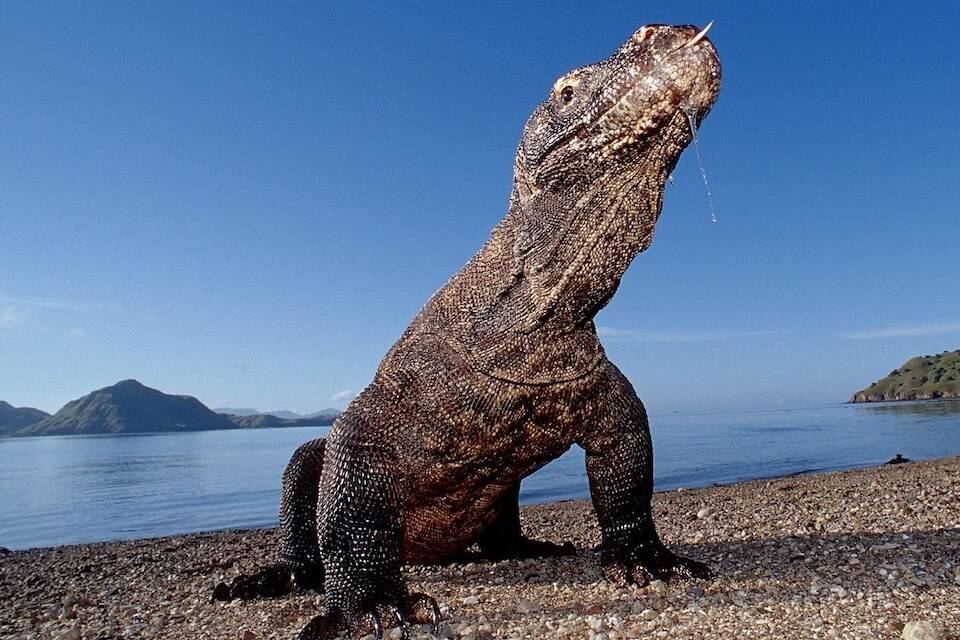 Komodo Dragons