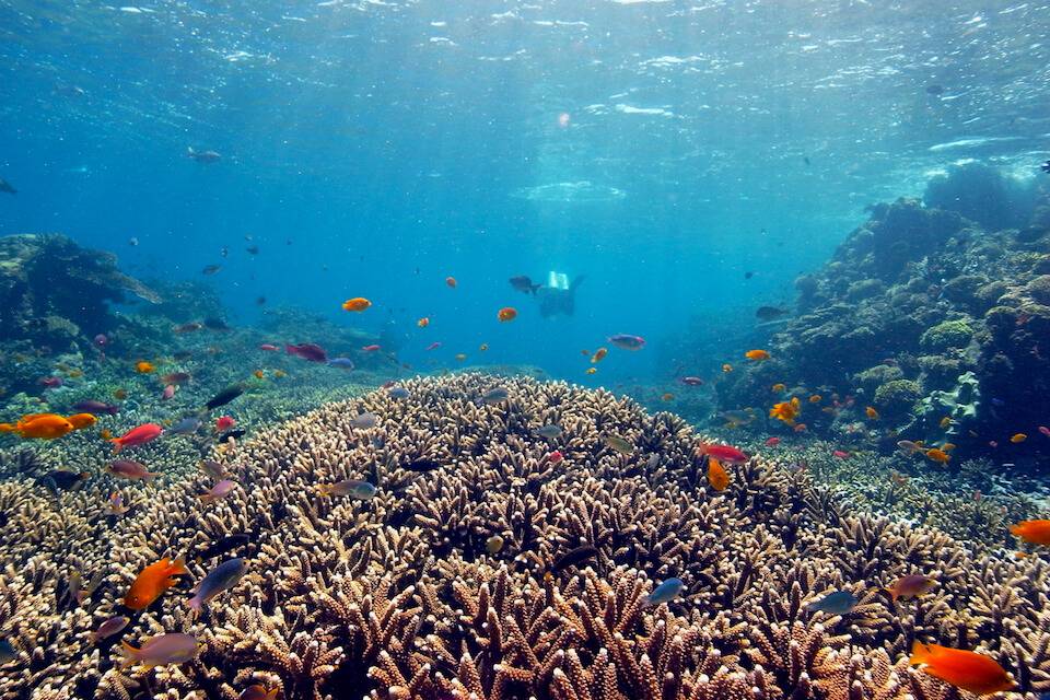 Komodo's Reefs