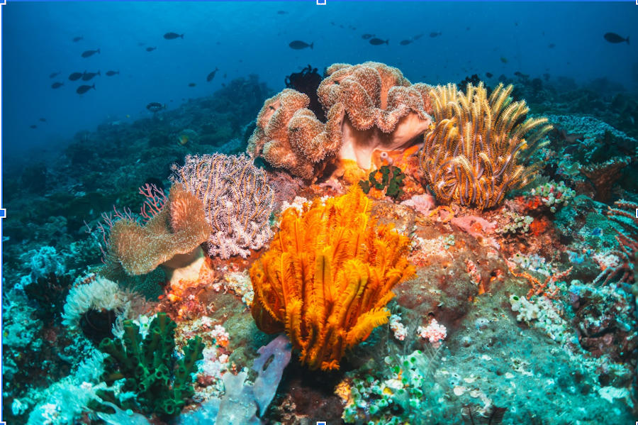 Kuta Lombok's Reef
