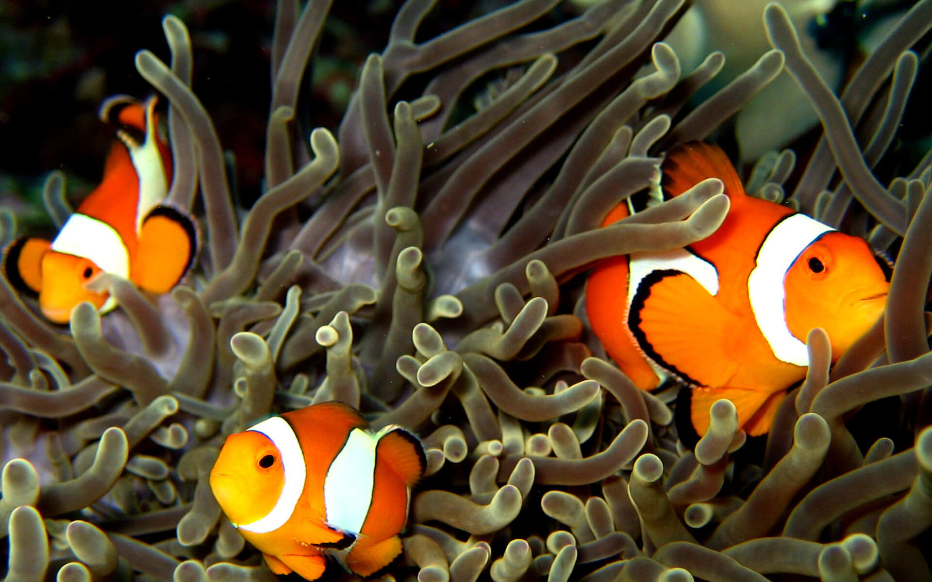 ClownFish gili copy