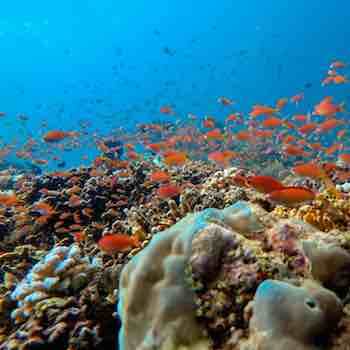 A flurry of reddish orange anthias