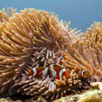 Clownfish in their anemone home.