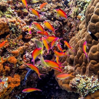 Bright pink and orange small fish