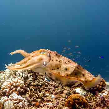 A cuttlefish on the reef.
