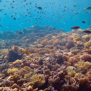 Gili Meno Wall's colourful reef.