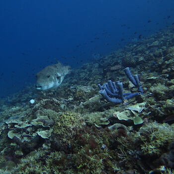 A Map pufferfish swims over coral.