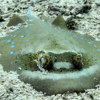 A stingray hides in the sand.