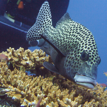 A sweetlips floats over a table coral.