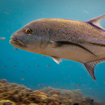 A Blue Fin trevally cruises by.