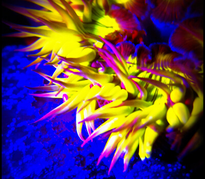 UV Night Diving shows fluorescent colours.