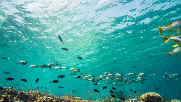 Gili Meno Wall's colourful reef.