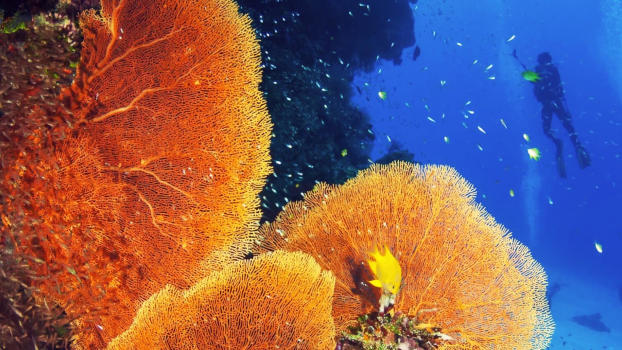 Gili Meno Wall's colourful reef.