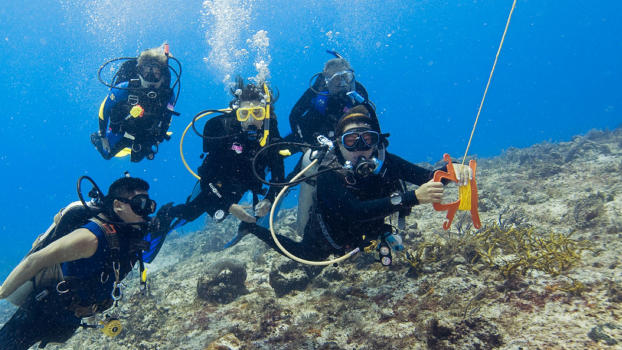 Gili Meno Wall's colourful reef.