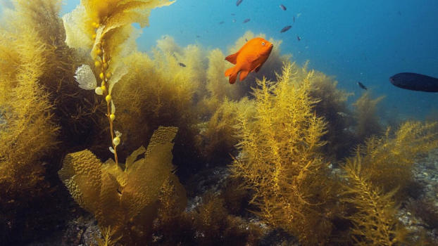 Gili Meno Wall's colourful reef.