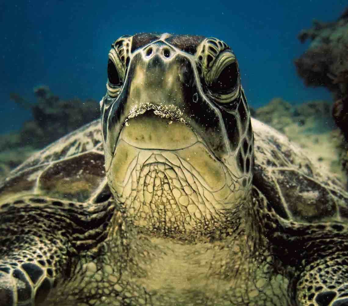 closeup turtle