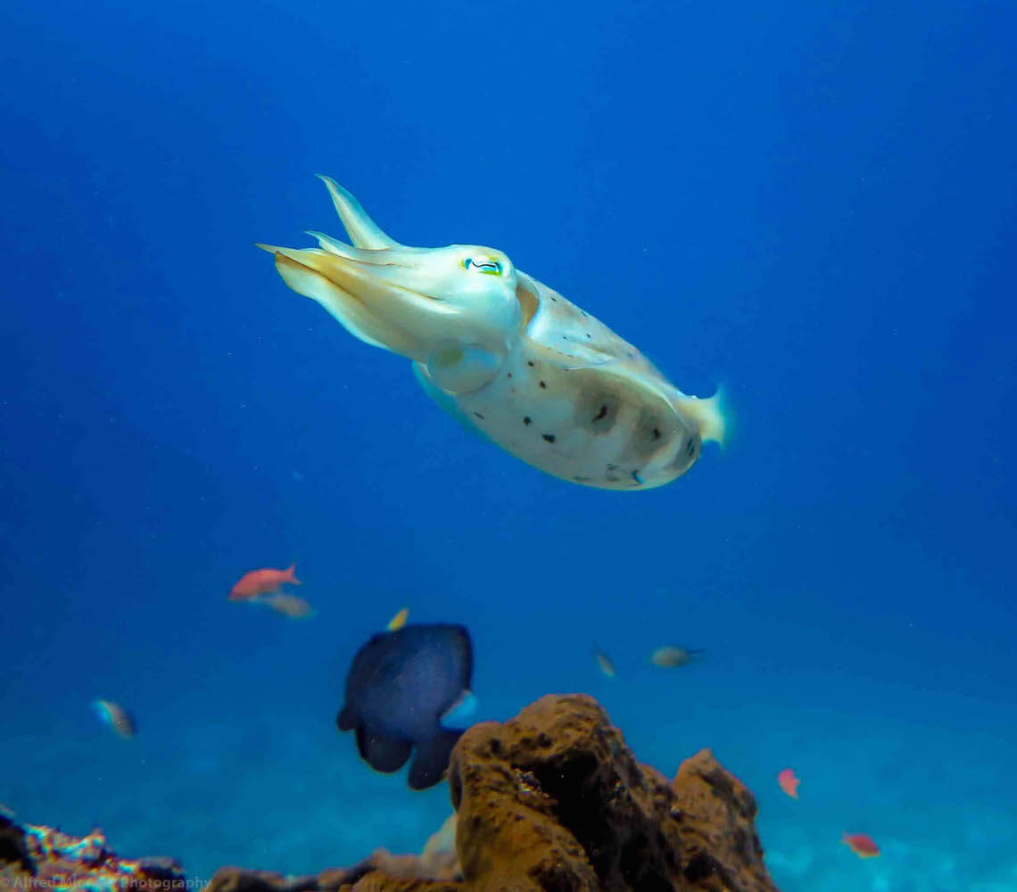 cuttlefish-swim