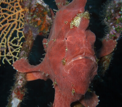 A red frogfish stares.