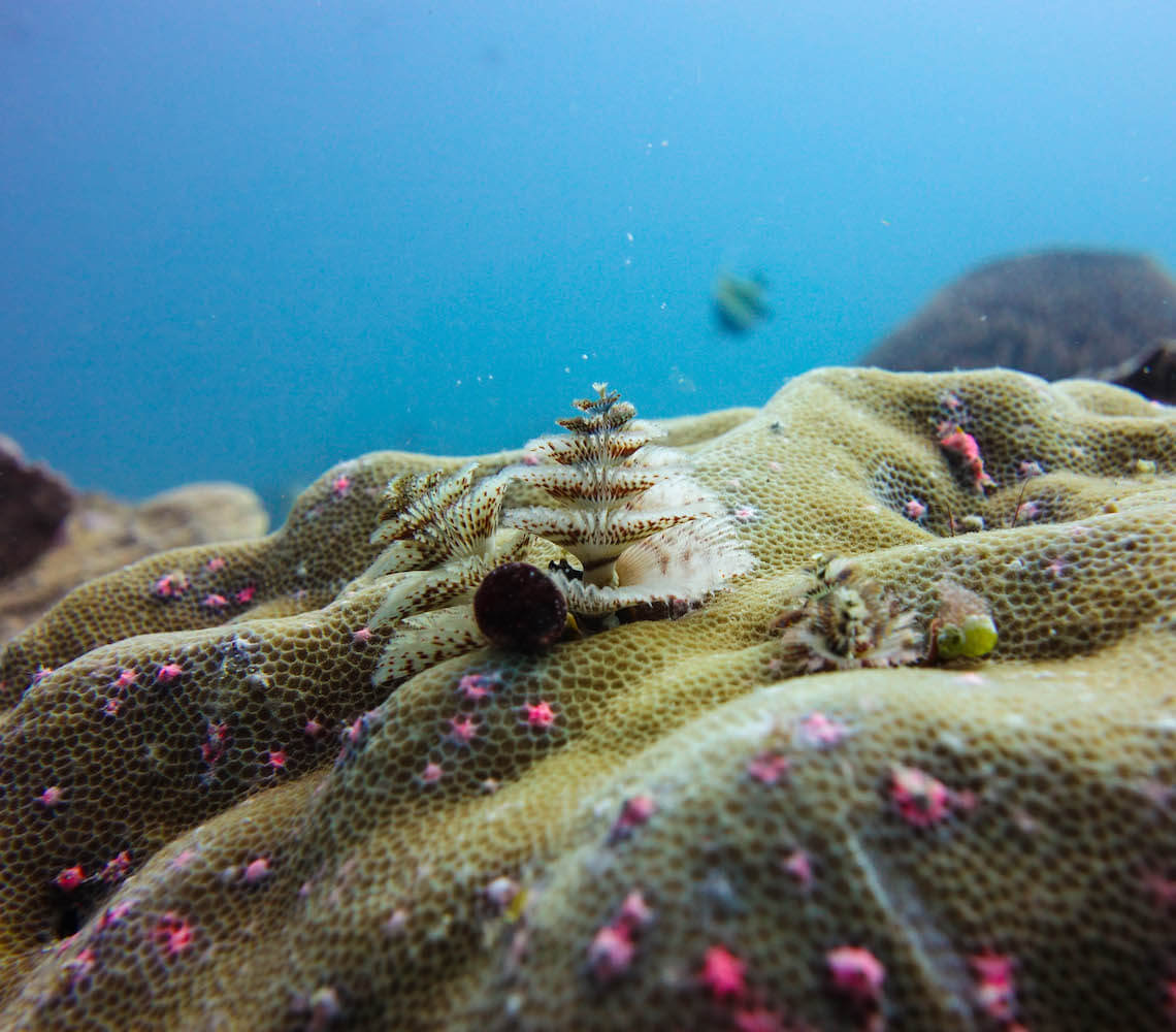 Blue Marlin Dive Sites